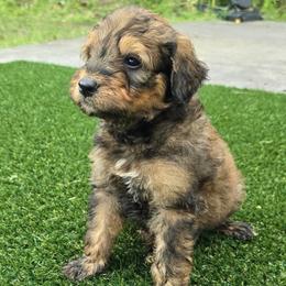 Girl 2 - Sable female Bernedoodle puppy in Captain Cook, Hawaii from Big Island Goldendoodles