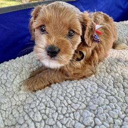 Cavapoo Puppies from Molly n Friends