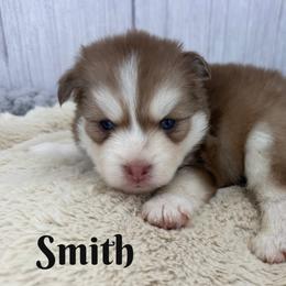 Smith - Red and white male Pomsky puppy in Eastman, Georgia from Once Upon A Pomsky