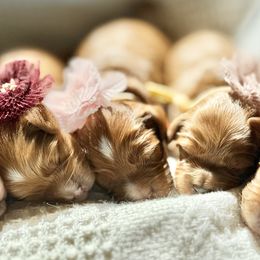 Cavapoo puppies from Harvest Creek