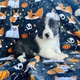 American Corgi Puppies from 5H Corgis