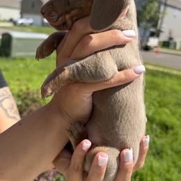 Dachshund Puppies from Little Long Weens