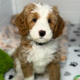 Gray-noodle - Red male Bernedoodle puppy in Yuciapa, California from AlltheDoodlez_