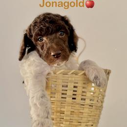 Jonagold - Parti male Poodle puppy in Julian, California from Above the Pines Poodles