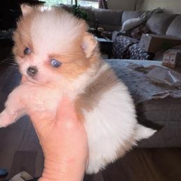 King Arthur - Chocolate merle male Pomeranian puppy in East Mountain, Texas from Fairchild Fancy Pomeranians and Coachella Pomeranians