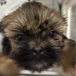 Penelope - Black and tan female Shih Tzu puppy in Ridgecrest, California from Love4Shihtzu