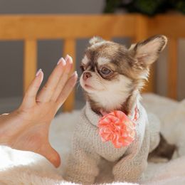 Ellie - Chocolate and white female Chihuahua puppy in Jacksonville, Florida from Petits Chihuahuas