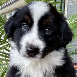 Ollie - Black tri male Miniature Australian Shepherd puppy in Romney, West Virginia from South Branch Mini Aussies