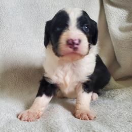 Otis - Black and white male Sheepadoodle puppy in Bellevue, Iowa from Fluffy Wonders Poms and Doodles