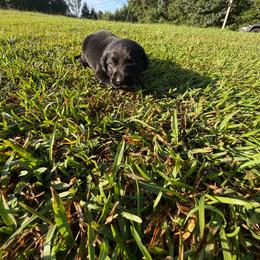 Ash - Black male Labrador Retriever puppy in Carriere, Mississippi from Cajun Water Retrievers