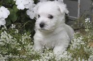 A Westie pup sits in white flowers and grass 