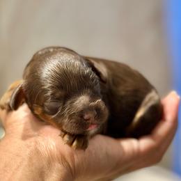Purple Collar - Chocolate female Cavapoo puppy in Palm Beach County, Florida from Benji’s Cockapoos