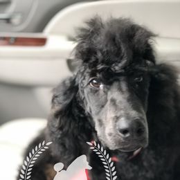 Poodle Puppies from Poodles of Willow Glade