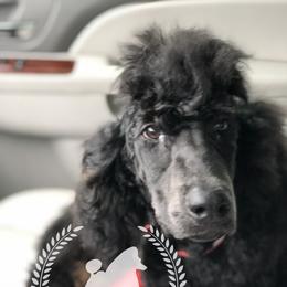 Poodle Puppies from Poodles of Willow Glade