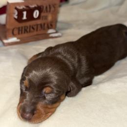 Reese's - Chocolate and tan male Dachshund puppy in Corona, California from Over The Moon Dachshunds