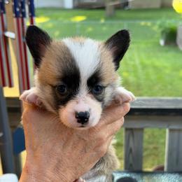 Stars - Sable female Pembroke Welsh Corgi puppy in Nevada, Iowa from Rogers AKC Corgis of Iowa.