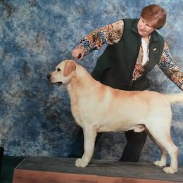 Labrador Retriever All Grown Up from Casbar Labradors