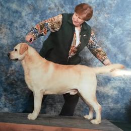 Labrador Retriever All Grown Up from Casbar Labradors