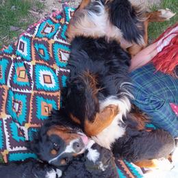 Bernedoodle and Bernese Mountain Dog Puppies from Basin Berners