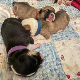 Pembroke Welsh Corgi Puppies from Annwyl McCorgis