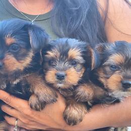 Yorkshire Terriers from JUAREZ FAMILY YORKIES