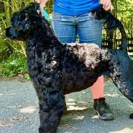 Portuguese Water Dog puppies from Belladonna Farm Portuguese Water Dogs