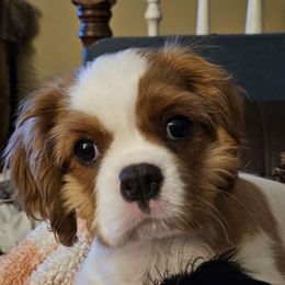 Skipper - Blenheim Cavalier King Charles Spaniel puppy in Indiana from Roselily Cavaliers
