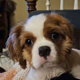 Skipper - Blenheim Cavalier King Charles Spaniel puppy in Indiana from Roselily Cavaliers