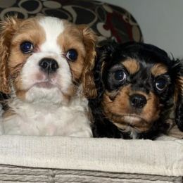 Cavalier King Charles Spaniels from Pepperhill Puppies