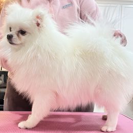 Pomeranian puppies from Candy Shop Poms