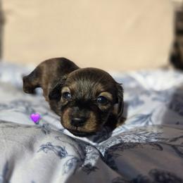 Roo - Red female Dachshund puppy in Tuscaloosa, Alabama from Watermelon Doxies