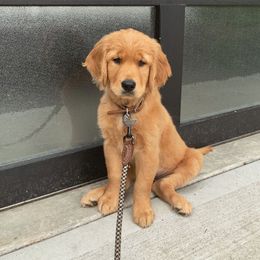 Golden Retriever Puppies from Home Sweet Goldens