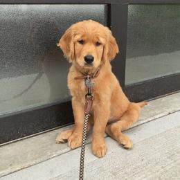 Golden Retriever Puppies from Home Sweet Goldens