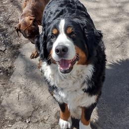 Bernese Mountain Dog All Grown Up from Emma-Mada's Old Thyme Berners
