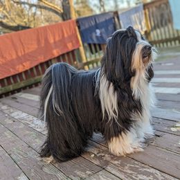 O ' Brien - Tibetan Terrier