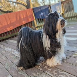 O ' Brien - Tibetan Terrier
