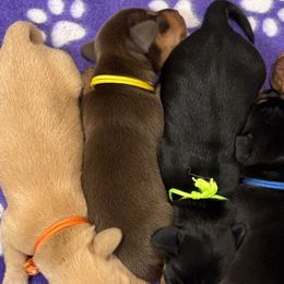 Yellow collar - Chocolate and tan female Dachshund puppy in Shawnee, Oklahoma from Magic Eagle Miniature Dachshunds