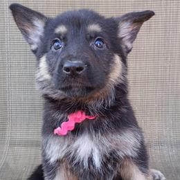 Pink Girl - Black and tan female German Shepherd puppy in La Pine, Oregon from Granville/Diamond Peak German Shepherds