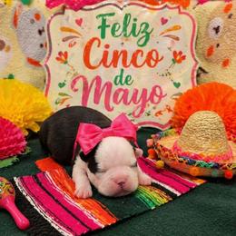Black n white lady - Black and white female Boston Terrier puppy in San Antonio, Texas from JT Bostons