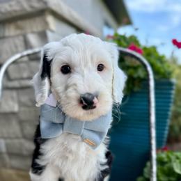 Tratter Pull - Black and white male Sheepadoodle puppy in Adams, Nebraska from Boxcar Doodles and Poodles