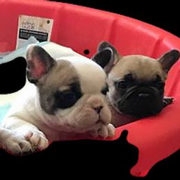 French Bulldogs from Marvelbull