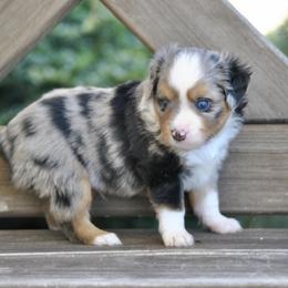 Sterling - Blue merle male Toy Australian Shepherd puppy in Bixby, Oklahoma from Roeboat Aussies
