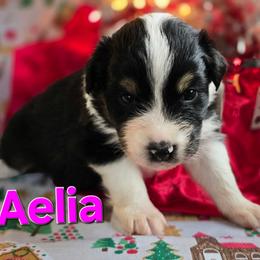 Aelia - Black tri-color female Australian Shepherd puppy in Smithfield, Utah from Invictus Farms