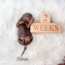 Reese - Phantom female Goldendoodle puppy in from Pink Poodles and Doodles