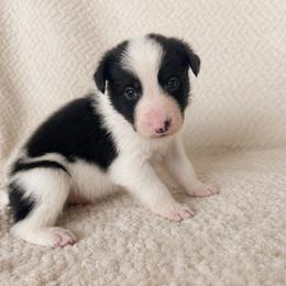 Bowen - Male - Black and white male Border Collie puppy in Avery, Texas from Willa Creek Border Collies