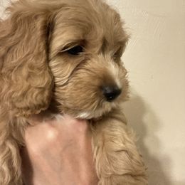 Cockapoo Puppies from Shimmer of Hope