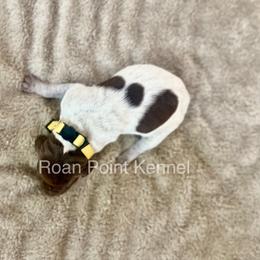German Shorthaired Pointer Puppies from Roan Point Kennel