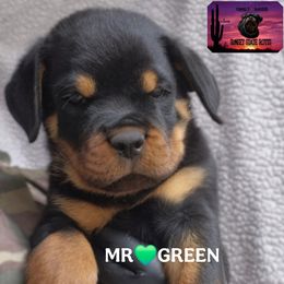 Rottweiler puppies from Sunset State Rotts