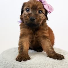Assorted Doodle Crosses, Bernedoodle, Double Doodle, Goldendoodle, Labradoodle, and Whoodle Puppies from Our Little Farm Life Doodles