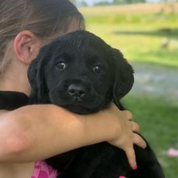 Inka - Purple Collar - Black female Labrador Retriever puppy in Greensburg, Kentucky from Paws Farm Retrievers